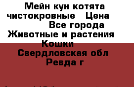Мейн-кун котята чистокровные › Цена ­ 25 000 - Все города Животные и растения » Кошки   . Свердловская обл.,Ревда г.